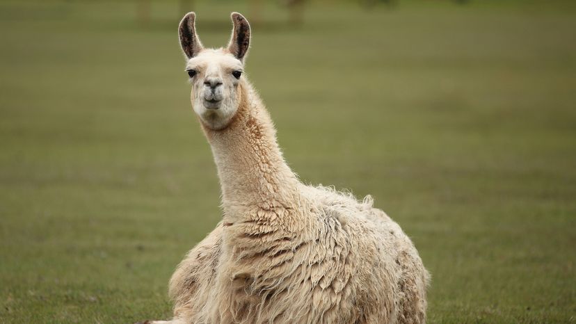 alpaca vs. llama