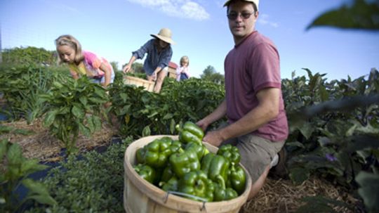 Is it better to buy local or organic food?