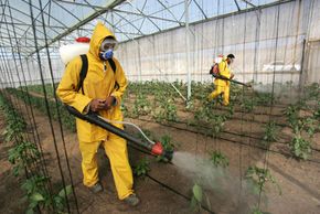 Palestinian farmers spray insecticide on greenhouse crops south of Gaza City. 