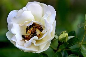 Two bees tussle in a rose and getting covered with pollen.