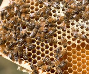 Honeybees in their hive.