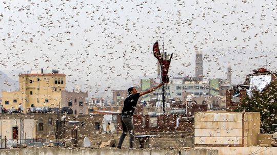 Inside a Locust Plague: Desert Grasshoppers Gone Wild