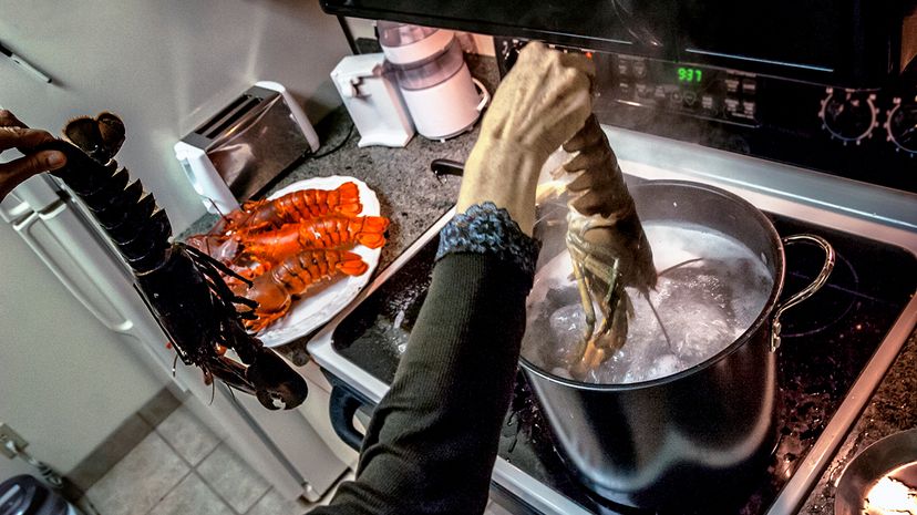 boiled lobster ban