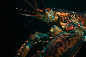 Lobsters will often eat their own kind, particularly juveniles and lobsters that have just molted.