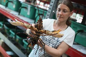 Isabel Schmalenbach, an environmental scientist, holds an adult female European lobster she is planning to release into the North Sea to help repopulate it.