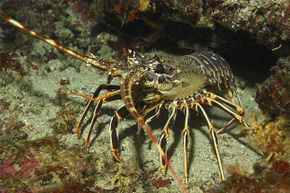 This European spiny lobster was photographed near Sofia Island in the Adriatic Sea near Croatia.