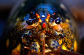 Good thing we don’t eat lobster faces -- because that's where they pee!