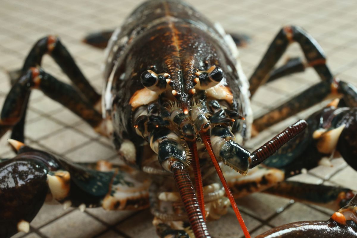 10 Weird Facts About Lobsters