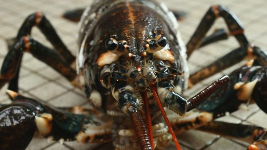 10 Weird Facts About Lobsters