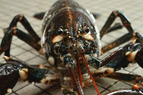 Lobsters don’t see much with their eyes; they instead rely on three sets of antennae to get around.