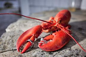 A lobster's dominant claw can be either on the right side or left side.