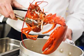 Lobsters have no vocal chords. The sounds your might hear coming from the cooking pot is air escaping from the lobster’s shell.
