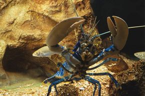 Lobsters love to fight and female lobsters adore the most aggressive one in the bunch. Here's a lobster in his fighting stance.