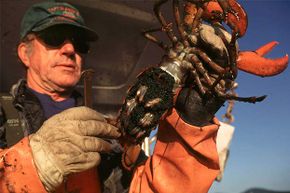 Lobsterman Arthur Andrews holds up a female, egg-bearing lobster he pulled from one of his 500 traps off the coast of Camden, Maine. In accordance with local regulations he will throw the lobster with its 10,000 to 12,000 eggs back.
