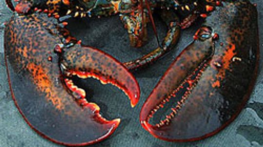 Cooking Lobster