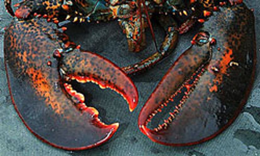 The Ultimate Lobster Quiz
