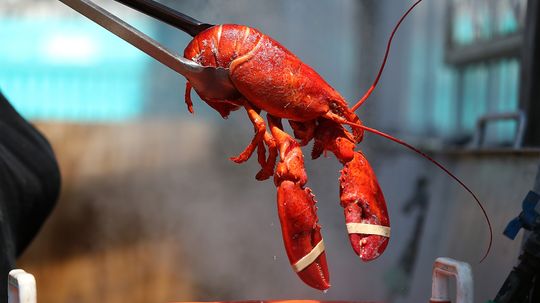 Why Is Lobster So Expensive, and Will it Stay That Way?