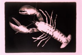 Marine Life Image Gallery Researches are applying lobster vision to new X-ray technology. See more pictures of marine life.
