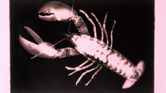 Why are lobsters being used in new X-ray technologies?