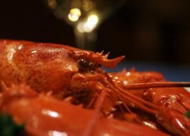 photo giant red lobster eye aging