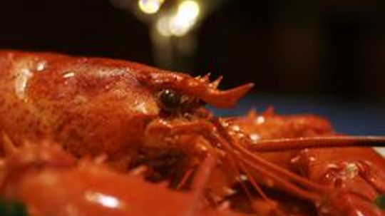 Science Says Lobsters Can Live Forever, But They're Still Delicious