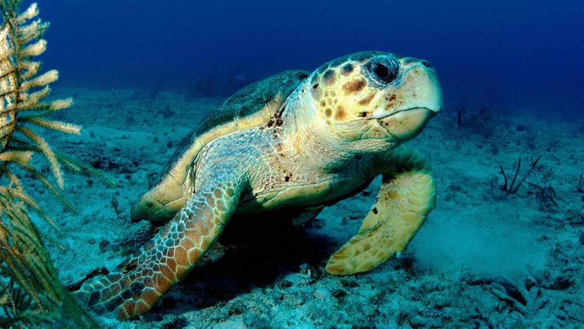 Loggerhead sea turtle