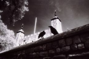 Ravens, especially those at the Tower of London, have captivated the popular imagination.