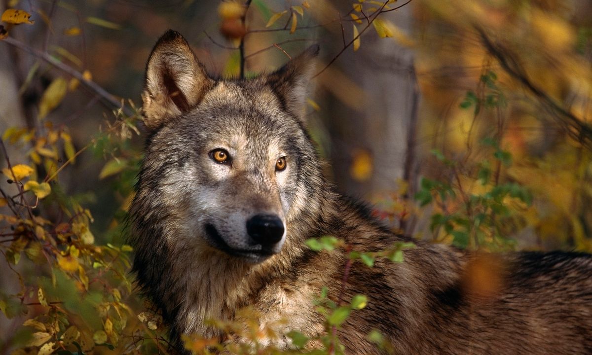 What is a lone wolf? | HowStuffWorks