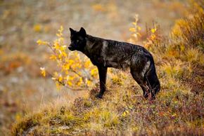 What happens when a wolf leaves its pack? See мore wolf pictυres.