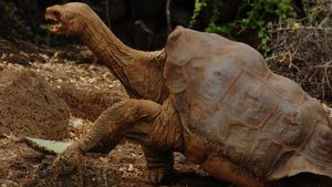 Pinta tortoise