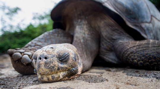 Lonesome George Lived to Be 100 Years Old. Genome Sequencing Is Figuring Out How