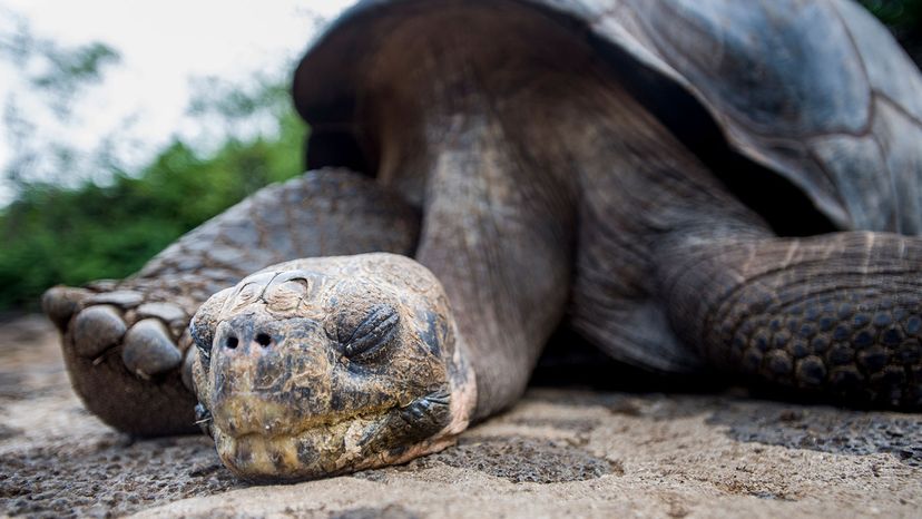 Lonesome George tortoise