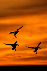 Wildlife flying at sunset in nature.