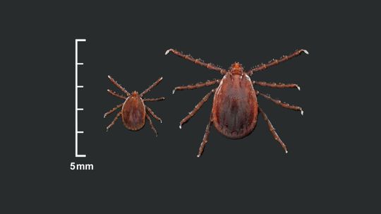 New Tick Species Appears in U.S. for First Time in 50 Years