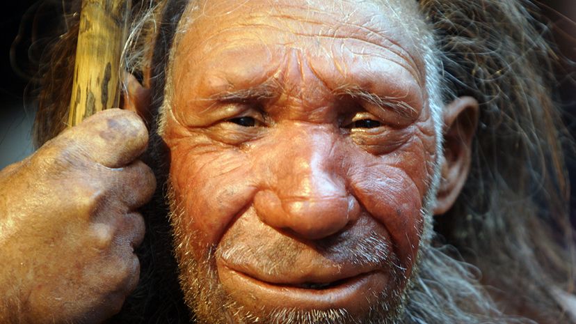 A reconstructed Neanderthal man is located in the the Neanderthal Museum in Mettmann, Germany, where the first-ever Neanderthal was discovered in 1856. Markus Matzel/ullstein bild via Getty Images