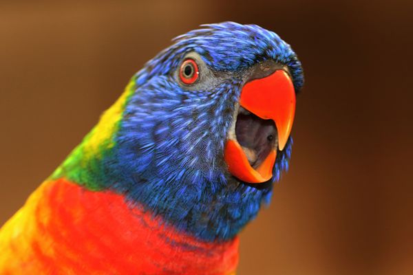 A closeup shot of a colorful lorikeet with mouth open.