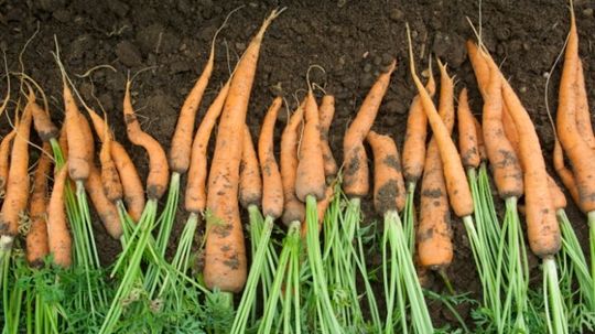 Are carrots really good for your eyesight?