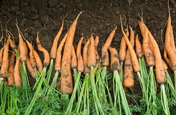 a bunch of fresh-picked carrots
