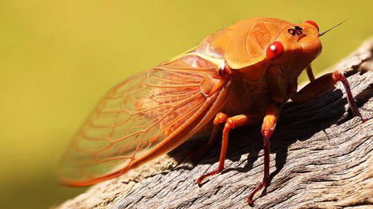 20 of the Loudest Animals on Earth