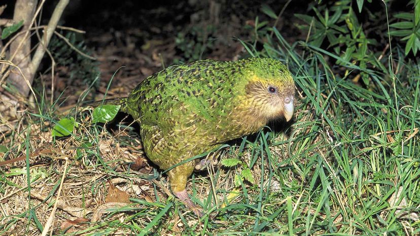 Kakapo