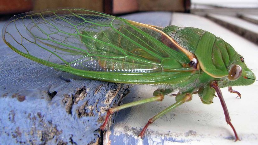 greengrocer cicada 