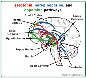 norepinephrine in the brain