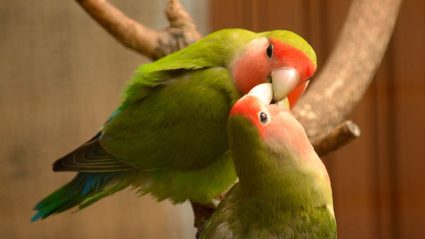 7 Lovely Facts About the Lovebird