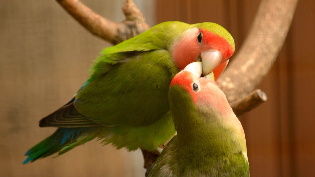 ok-to-have-only-one-lovebird-lovebirds