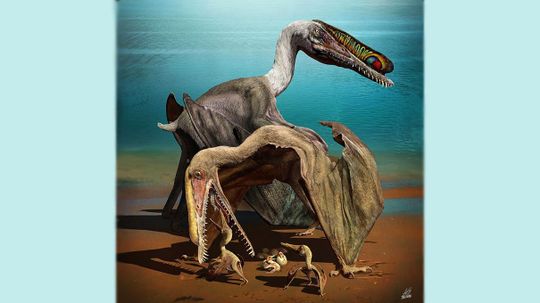 Huge Cache of Pterosaur Eggs Discovered in China