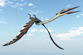 The size of a small airplane, Quetzalcoatlus northropi was one of the largest pterosaurs to fly the Cretaceous skies.