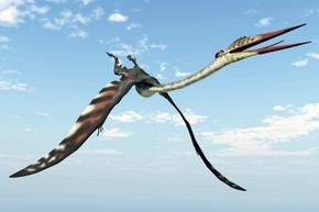 Pterosaur wing appearance when quadrupedal