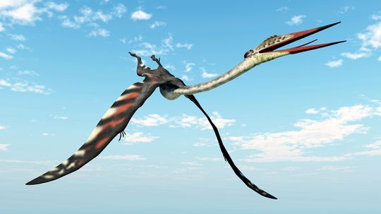 How Pterosaurs Worked