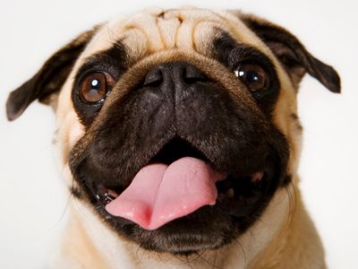 Headshot of Pug on white background sticking tongue out