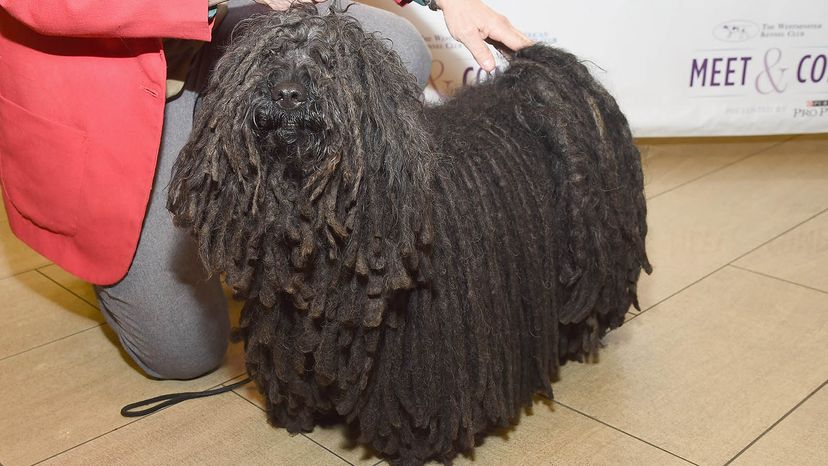 are puli dogs hypoallergenic